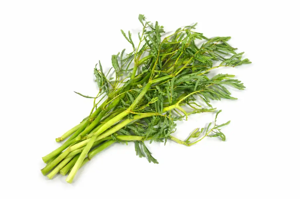 Wassermimose (Rau Nhuc)