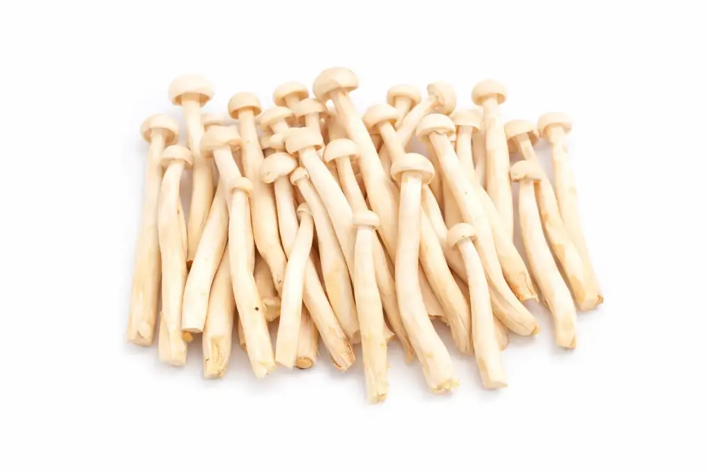 Weiße Buchenpilze (Bach Tuyet)