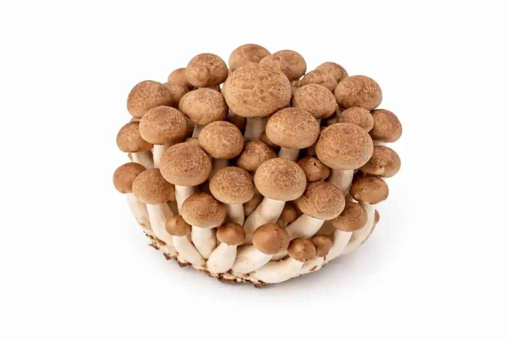 Braune Shimeji Pilz