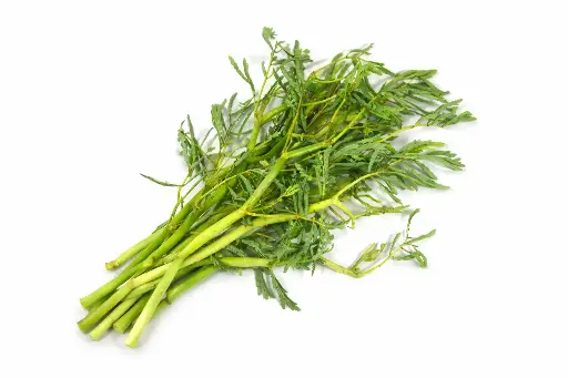 Wassermimose (Rau Nhuc)