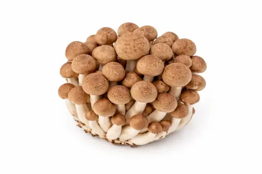 Braune Shimeji Pilz